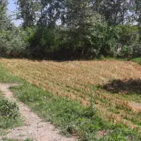 زمین باغی ۲۱۰متری با درختان میوه