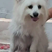 سگ پا کوتاه