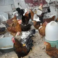 مرغ وخروس