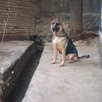 واگذاری سگ ژرمن