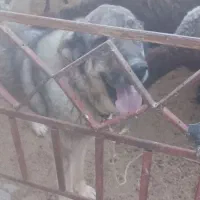 سگ پژدر|سگ|ساروق, |دیوار