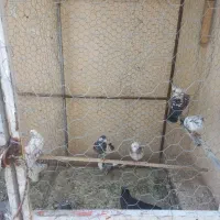 فروش کبوتر
