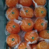 پرتقال نافی داراب