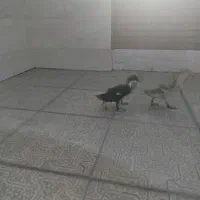 نیمچه اردک  سه تا باهم ۱۰۵۰۰۰۰
