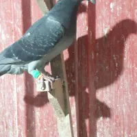 پلاکی