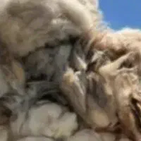 پشم گوسفند