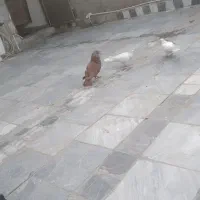 کفتر