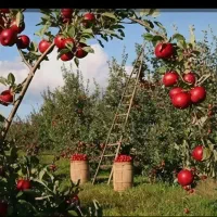 کارگر میخوام برای چیدن سیب پاییزی با 40 روز کار