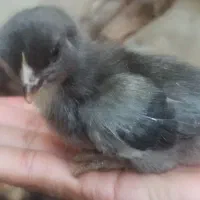جوجه گلپایگانی