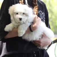 سگ اصیل شیتزو