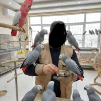 فروش خرید انواع پرنده گرین راهب کاسکو