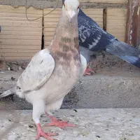جونه سار