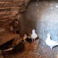 کبوتر