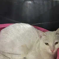 واگذاری گربه