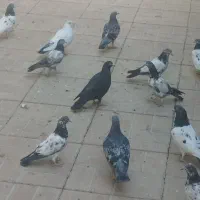 کبوتر زیاران