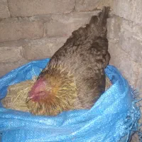 مرغ کرچ