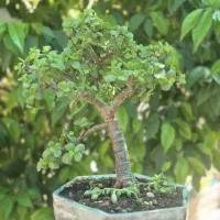 بونسای کراسولا