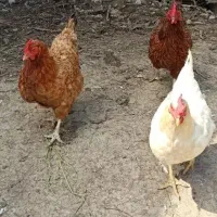 مرغ تخم گذار