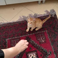 گربه|گربه|نیشابور, گمنام غربی|دیوار