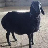 بره