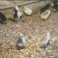 جوجه گلین فول کیفیت