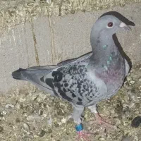 کبوتر