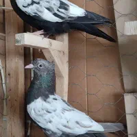 کفتر ۴عدد جوجه سینه نر به شرط مقطوع روهم دونه ۵۰۰