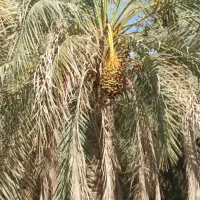 زمین مسکونی