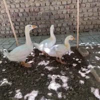 قوغاز لیندا