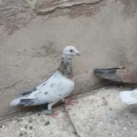 کفتر کبوتر  سار مامی  رنگه