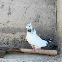 کبوتر عالی پرشی اویناخ