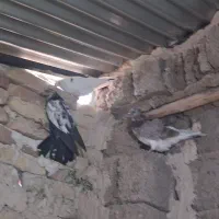 کبوتر