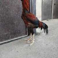خروس لاری اصیل