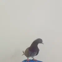 کفتر قرمز