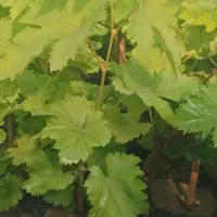 نهال انگورگلدانی پربرگ