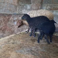 بره نر و ماده گوسفند