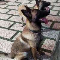 سگ ژرمن مالینویز