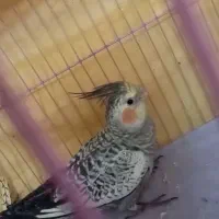 عروس هلندی خانگی