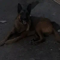 مالینیوز نگهبان