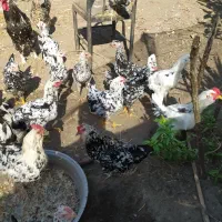 مرغ گلین