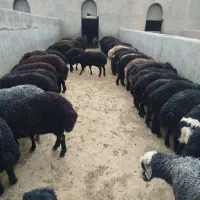 فروش بره ی سبک یا پای پروار