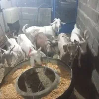 شیش عدد کلار دورگ