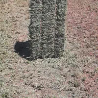 یونجه
