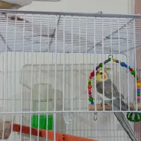 عروس هلندی نر و ماده