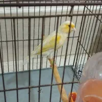 ماده قناری آماده دو عدد