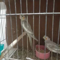 عروس هلندی با جوجه