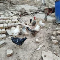 مرغ گلین اصل