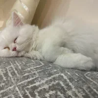 پرشین صورت عروسکی