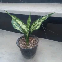 گل قاشقی پتوس حسن یوسف اگلونما
