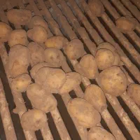 سیب زمینی برا کاشت